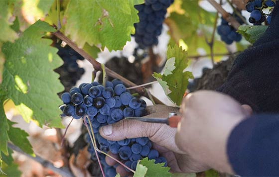 Tecnovino- vendimia 2025 DO Cigales