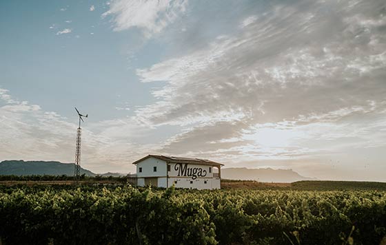 Tecnovino- Bodegas Muga, viñedos