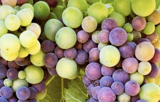 Tecnovino- Congreso Internacional ACE de la Enología