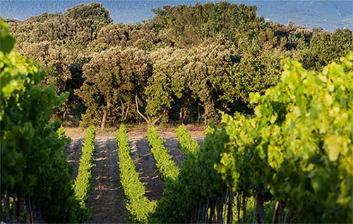 Tecnovino- denominación Côtes-du-Rhône veta instalación de sistemas fotovoltaicos en viñedos