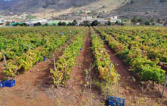 Tecnovino, Viñedo, DOP Islas Canarias, Denominación de origen protegida Islas Canarias, Canary Wine