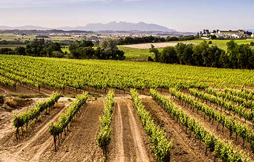 Tecnovino- claves del cava, argumentario de Aecava