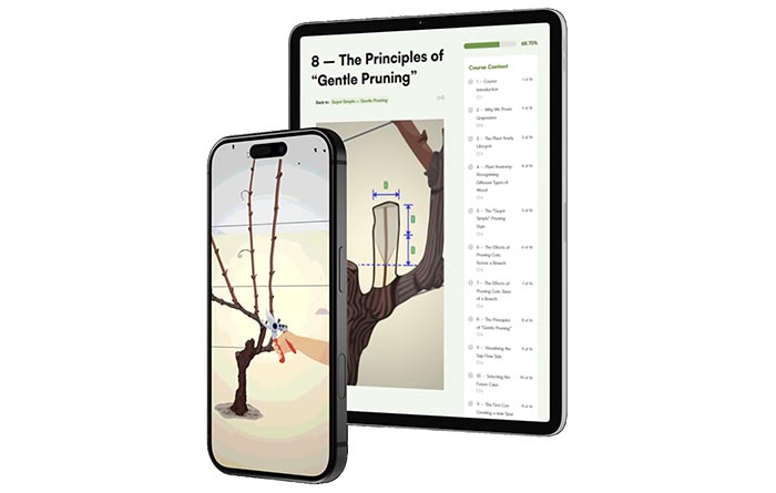 Tecnovino- plataforma digital de formación sobre poda de la vid: DVPT de 3D2cut