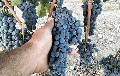 Tecnovino - vendimia 2025 DOP Alicante