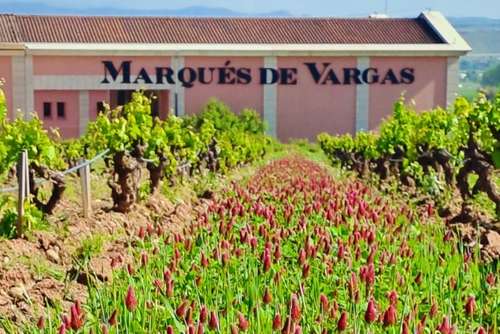 Tecnovino- Bodegas y Viñedos del Marqués de Vargas