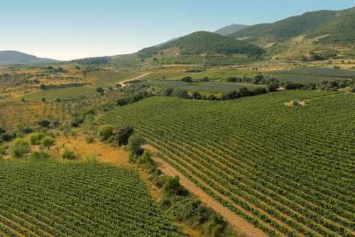 Tecnovino- Güevo Wine, César Langa