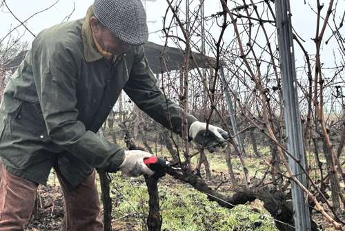 IV Concurso de Poda de la DOP Condado de Huelva