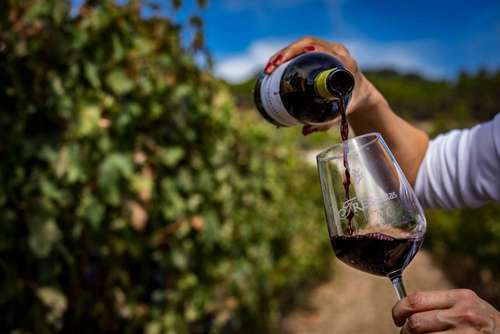 Tecnovino- Vega de Yuso VEGANTIGUA 2024