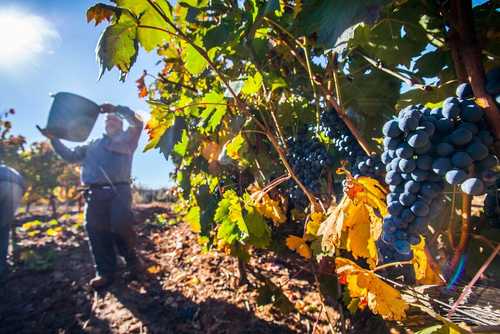Tecnovino-enoturismo, Rutas del Vino de España 