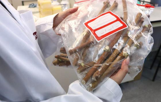 Tecnovino, islas Canarias, isla de La Palma, Departamento de Bioquímica y Biotecnología de la URV