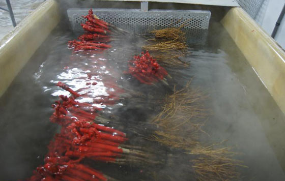 Tecnovino, tratamientos por termoterapia con agua caliente y Trichoderma atroviride SC1, Phytopathologia Mediterranea, enfermedades fúngicas tratamientos preventivos