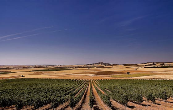 Tecnovino- viñedo de Bodegas Clunia