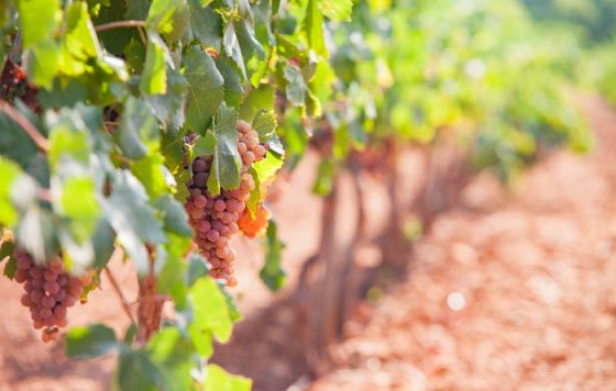 Tecnovino, Giro ros Variedad local DO Binissalem Mallorca Vino, Illes Balears