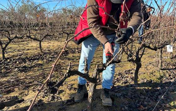 Tecnovino- IV Concurso de Poda de Viñedos de la DOP Condado de Huelva
