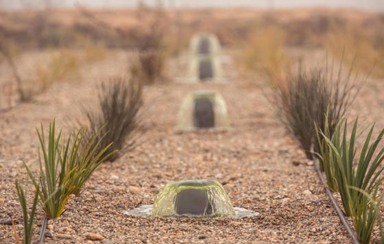 Tecnovino, Raimat, viticultura regenerativa y certificada, depuración de agua
