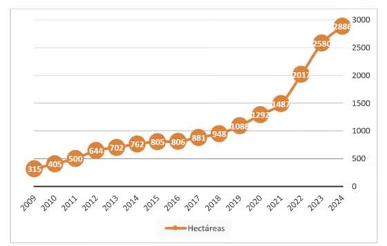 Tecnovino- evolución del viñedo ecológico