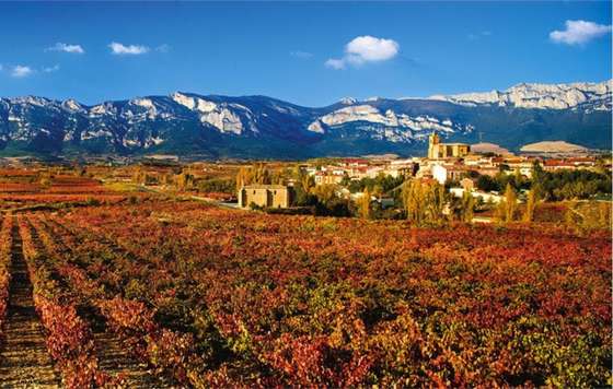 Tecnovino- vinos Rioja Alavesa