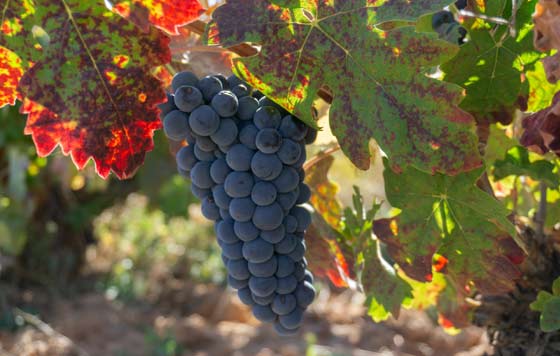 Tecnovino, vitis-climadapt, castilla y león, Cambio climático