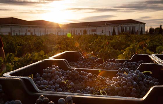 Tecnovino- Grupo Marqués del Atrio: certificación SWfCP