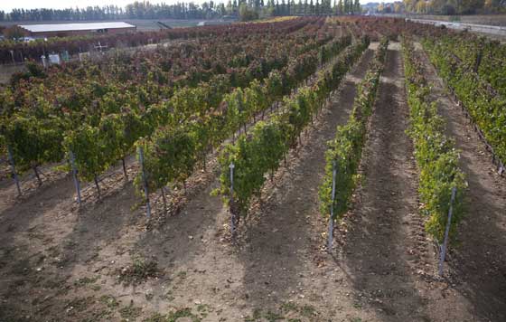 Tecnovino, Instituto Tecnológico Agrario de Castilla y León (ITACyL), Mildiu y Oídio, PIWI