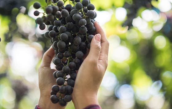 Tecnovino- máster para el sector vitivinícola, Campus Internacional del Vino, foto racimo