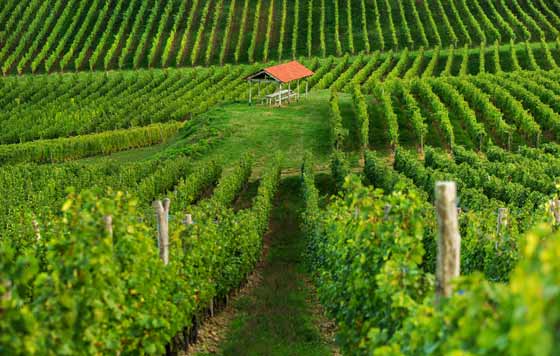 Tecnovino, oferta turística Moldavia, turistas españoles, Rutas vinícolas, red europea Iter Vitis