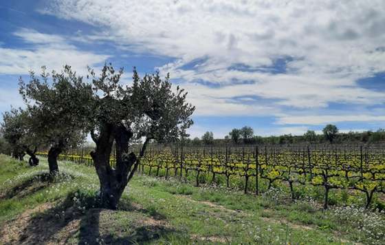 Tecnovino- proyecto RegeneraCat, Familia Torres, agricultura regenerativa