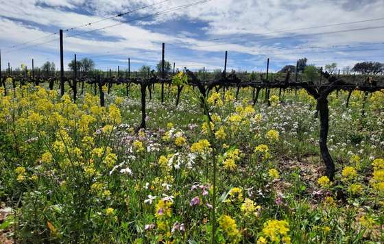 Tecnovino- proyecto RegeneraCat, Familia Torres, agricultura regenerativa