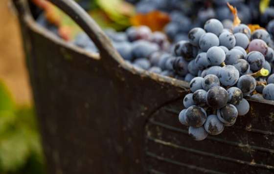 Tecnovino- variedad de uva Cencibel o Tempranillo DO La Mancha