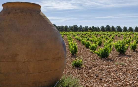 Tecnovino- viñedo en vaso DO La Mancha