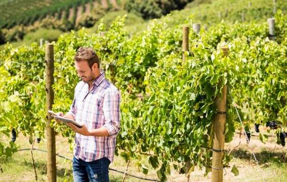 Tecnovino- BASF soluciones para el cultivo y sanidad vegetal