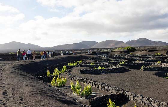 Tecnovino, Cátedra de Agroturismo y Enoturismo de Canarias , Instituto Canario de Calidad Agroalimentaria, Universidad de La Laguna, La Geria Lanzarote