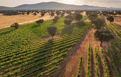 Tecnovino, Dehesa El Molinillo , Nacelcanto 2023, viñedo
