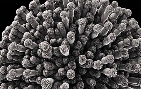 Tecnovino- quitosano microorganismos en bodega