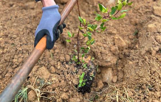 Tecnovino- Bodega Numanthia y GREFA biodiversidad en el viñedo