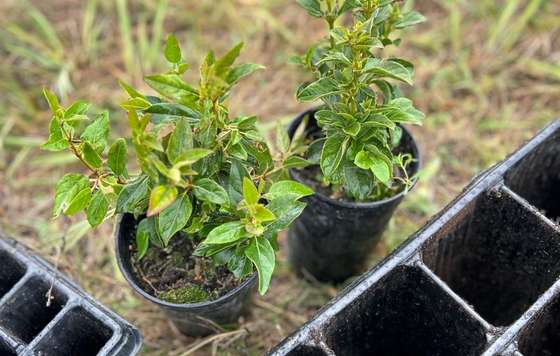 Tecnovino- Bodega Numanthia y GREFA biodiversidad en el viñedo