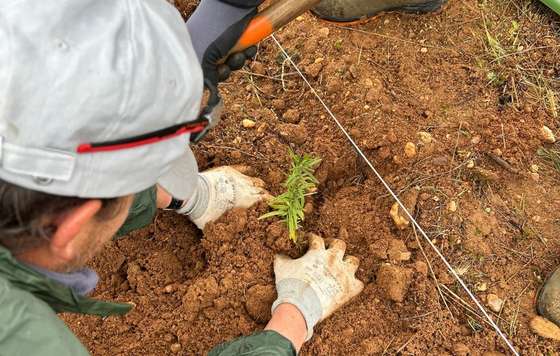 Tecnovino- Bodega Numanthia y GREFA biodiversidad en el viñedo
