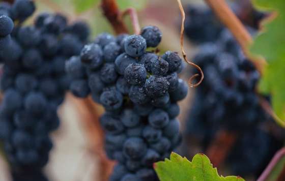 Tecnovino- DOCa Rioja cosecha 2025 Excelente