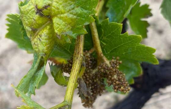 Tecnovino- Mancha sde mildiu en el viñedo