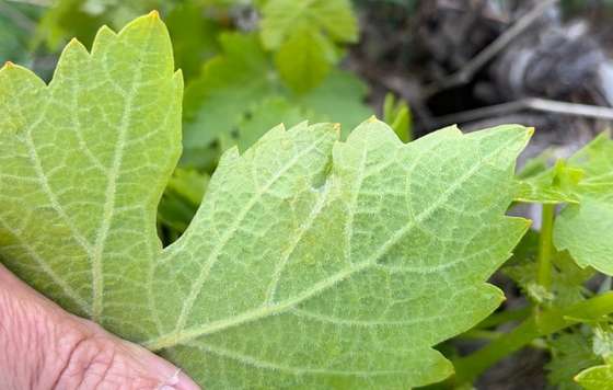 Tecnovino- Mancha sde mildiu en el viñedo