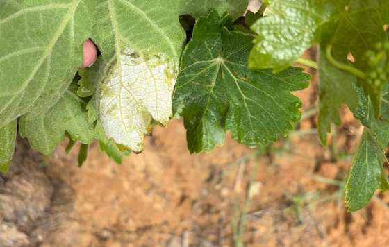 Tecnovino- Mancha sde mildiu en el viñedo