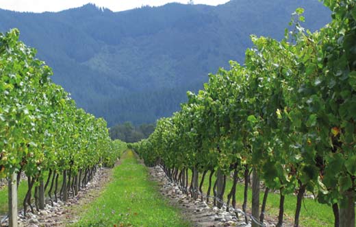 Tecnovino- consumo hídrico en el viñedo, webinar, Lalvigne Lallemand Bio