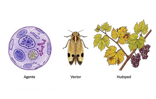 Tecnovino- flavescencia dorada vid, dibujo de agente, véctor y huésped 