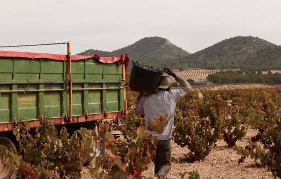 Tecnovino- DOP Jumilla añada 2025 "muy buena"