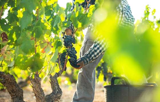 Tecnovino- DOP Jumilla añada 2025 "muy buena"