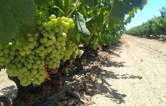 Tecnovino- La Ruta del Vino del Condado de Huelva