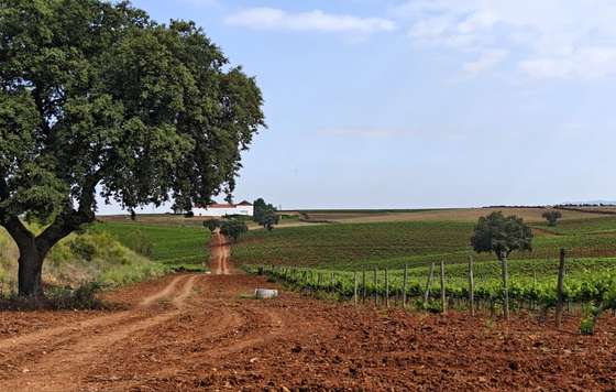 Tecnovino- “Viñas de Alange” con sello “Palacio Quemado”