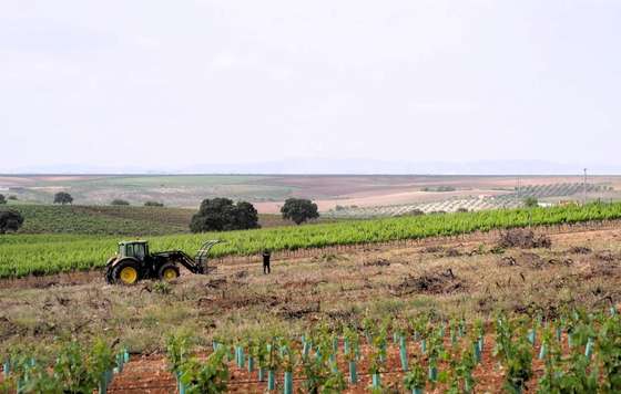 Tecnovino- “Viñas de Alange” con sello “Palacio Quemado”