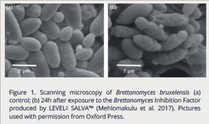 Tecnovino - control de Brettanomyces en bodegas: Level2 Salva de Lallemand, fig 1