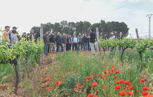 Tecnovino- cubiertas vegetales jornada viivinícola de la DO Utiel Requena